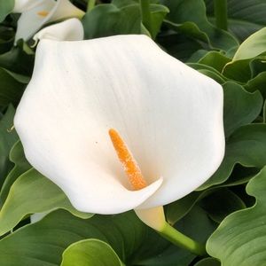 Meet your Posher, Lily